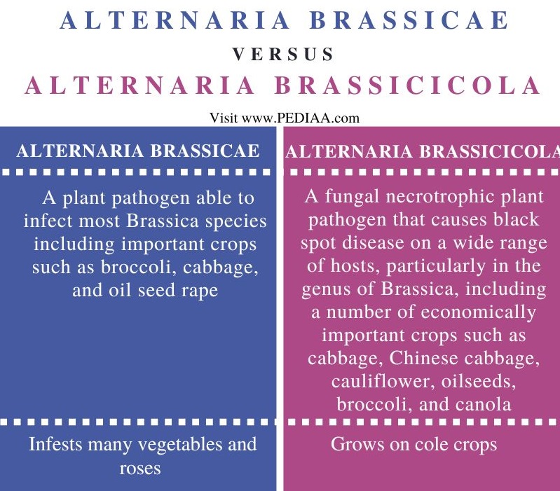 What is the Difference Between Alternaria Brassicae and Alternaria