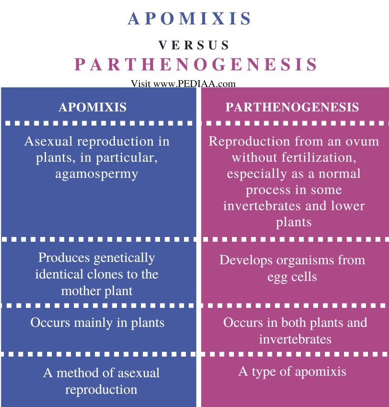 Apomixis vs Parthenogenesis - Comparison Summary 