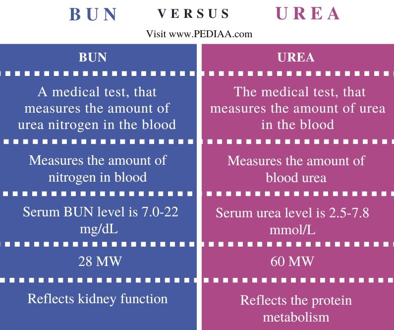 what-is-the-difference-between-bun-and-urea-pediaa-com