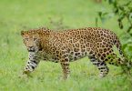 Cheetah vs Leopard vs Jaguar