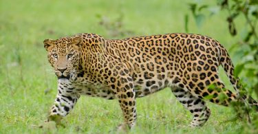 Cheetah vs Leopard vs Jaguar