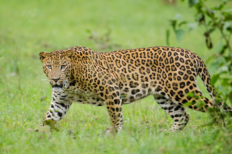 What is the Difference Between Cheetah and Leopard and Jaguar 