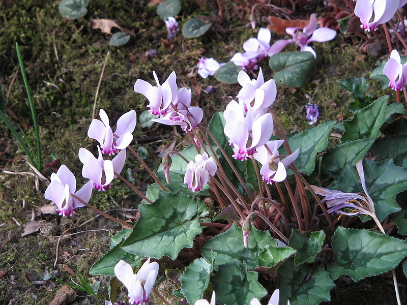 Compare Cyclamen Coum and Hederifolium - What's the difference?