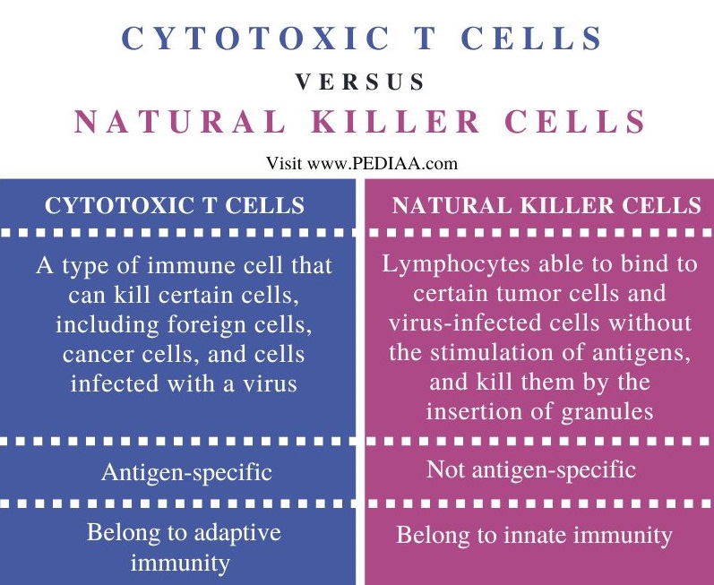 Cytotoxic T Cells vs Natural Killer Cells - Comparison Summary