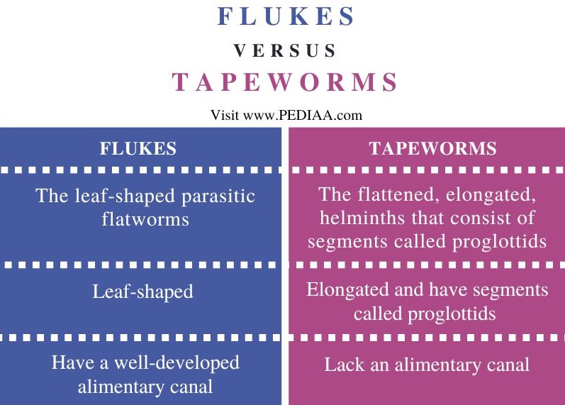 Flukes vs Tapeworms - Comparison Summary