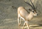 Compare Gazelle and Impala - What's the difference?
