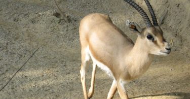 Compare Gazelle and Impala - What's the difference?