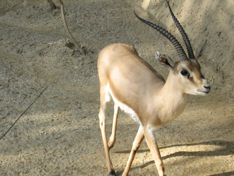 Compare Gazelle and Impala - What's the difference?