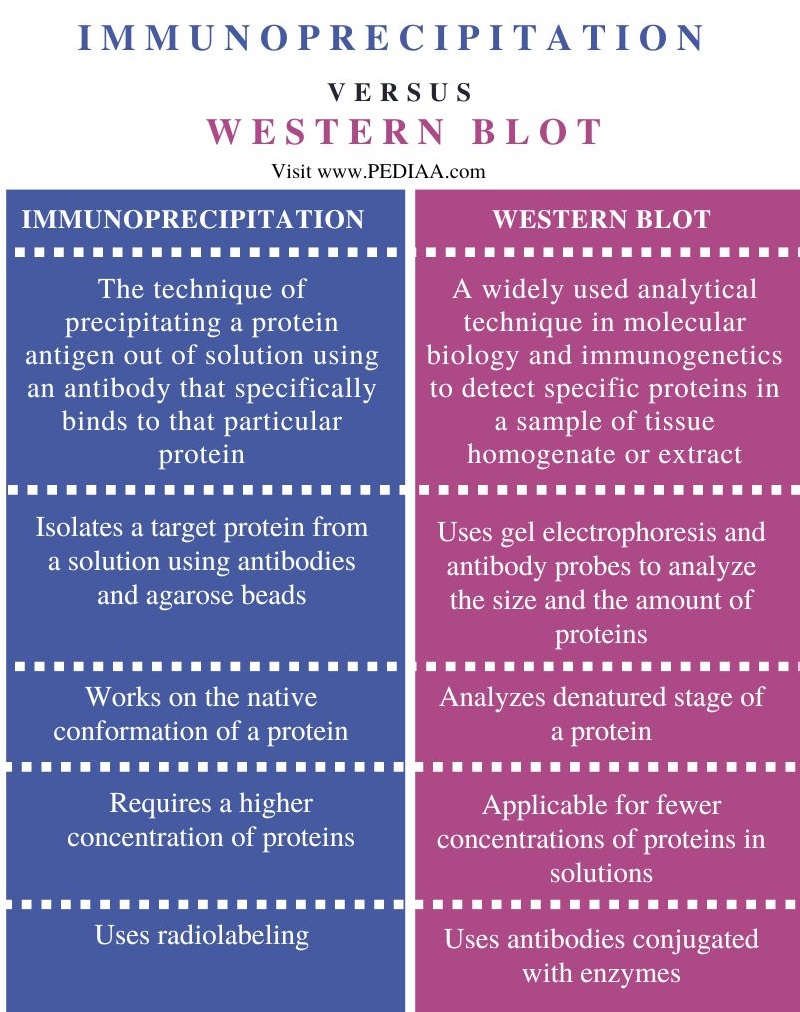 Immunoprecipitation vs Western Blot - Comparison Summary