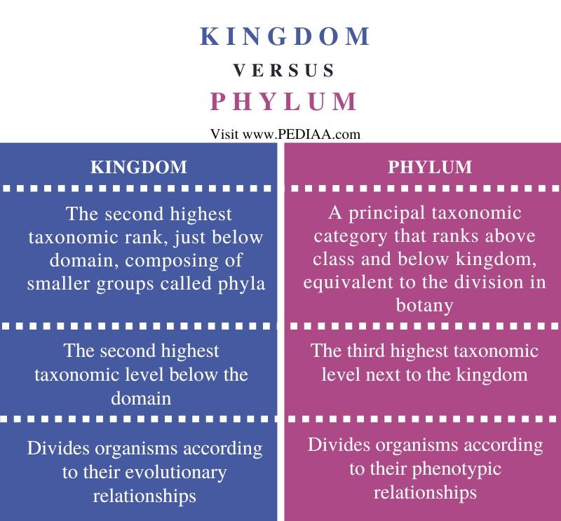 What is the Difference Between Kingdom and Phylum 