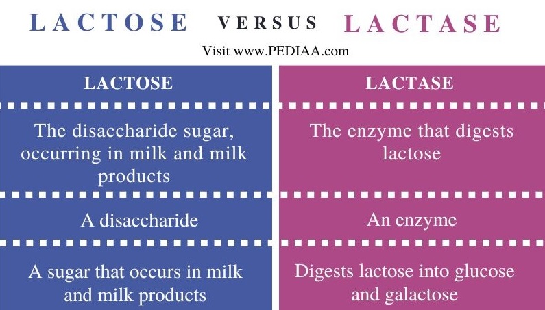 Lactose vs Lactase - Comparison Summary