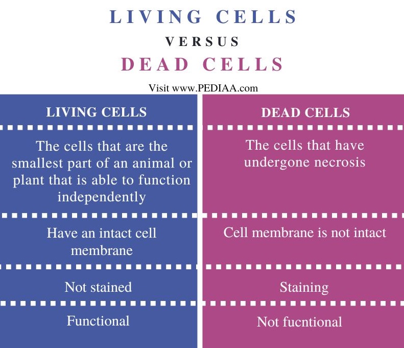 Living vs Dead Cells - Comparison Summary