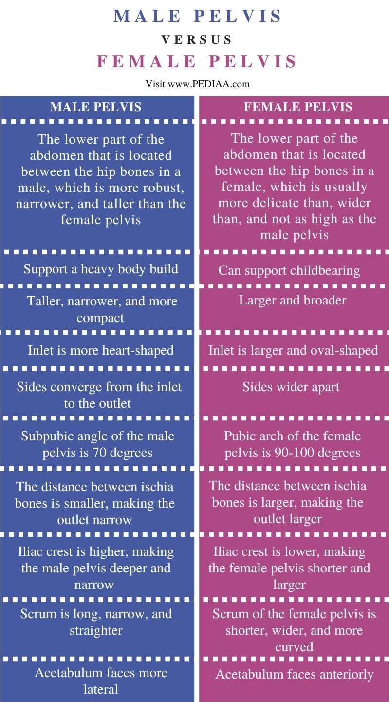 Male vs Female Pelvis - Comparison Summary