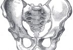 Compare Male and Female Pelvis - What's the difference?