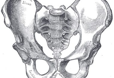 What is the Difference Between Hip and Pelvis - Pediaa.Com