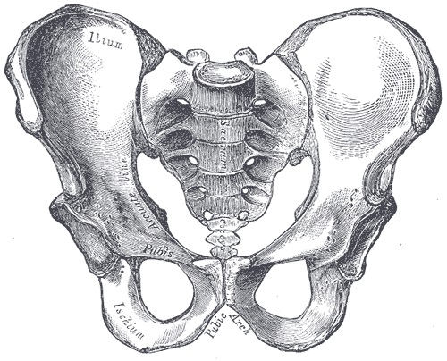 Compare Male and Female Pelvis - What's the difference?