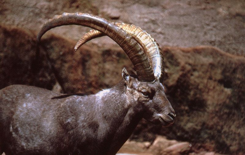 Markhor vs Ibex