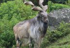 Compare Markhor and Ibex - What's the difference?