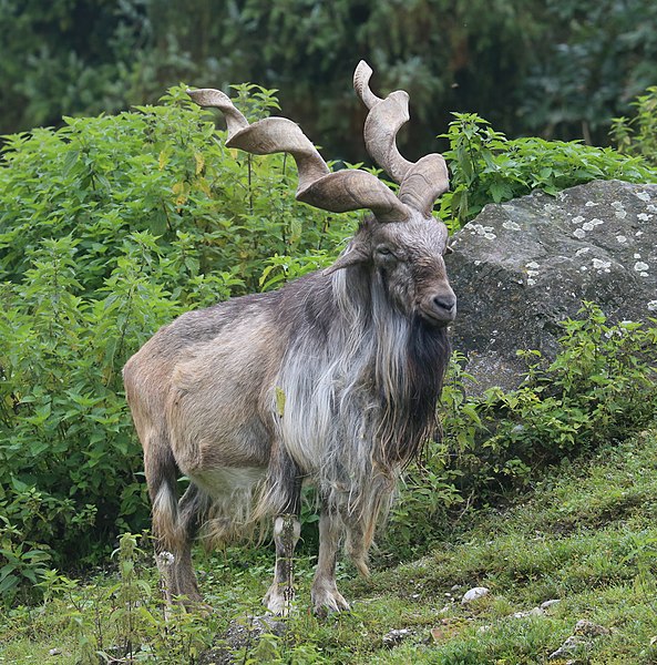 Compare Markhor and Ibex - What's the difference?