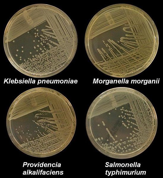 Compare Medical Microbiology and Clinical Microbiology - What's the difference?
