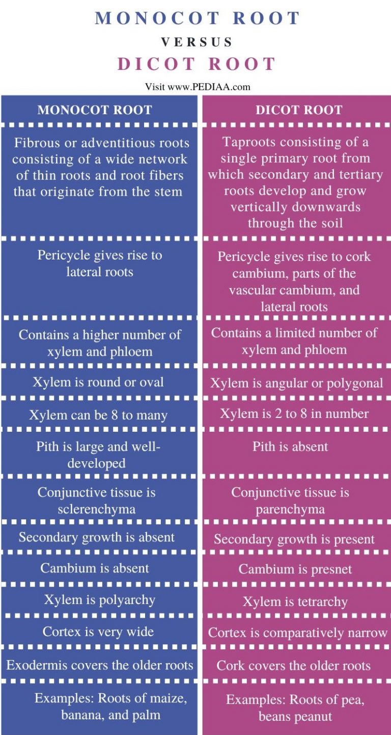 What is the Difference Between Monocot and Dicot Root - Pediaa.Com