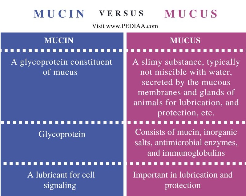 Mucin vs Mucus - Comparison Summary