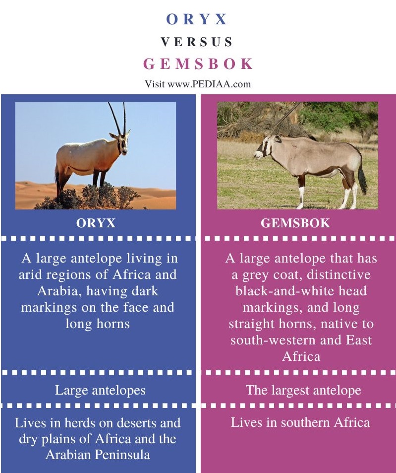 Oryx and Gemsbok - Comparison Summary