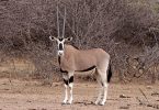 Compare Oryx and Gemsbok - What's the difference?