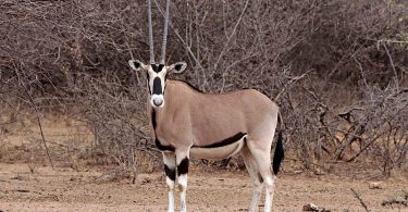 Compare Oryx and Gemsbok - What's the difference?