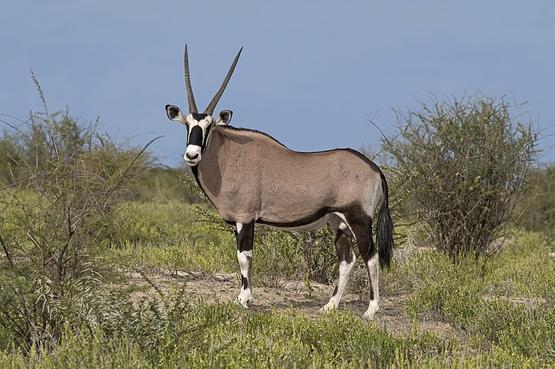  Oryx vs Gemsbok