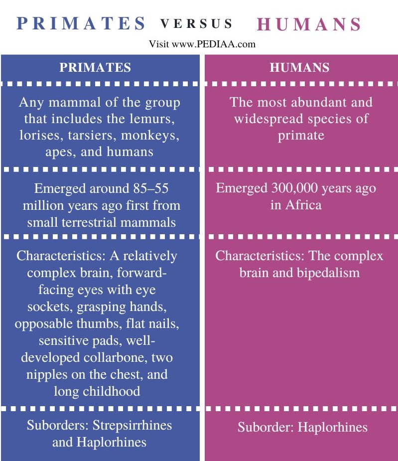 Primates vs Humans - Comparison Summary