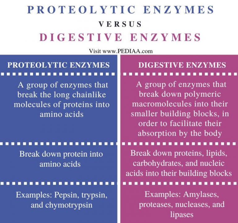 What is the Difference Between Proteolytic Enzymes and Digestive