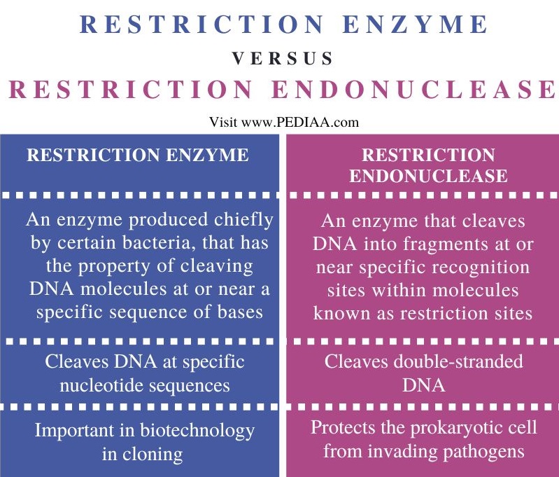 What is the Difference Between Restriction Enzyme and Restriction Endonuclease