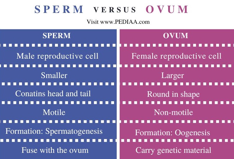 What Is The Difference Between Sperm And Ovum Pediaa Com