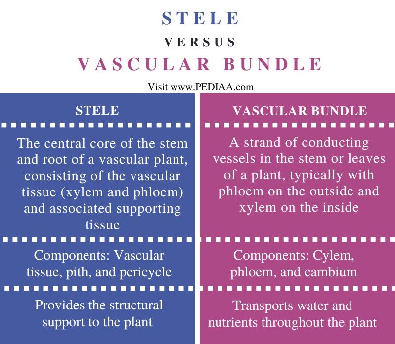 Stele vs Vascular Bundle - Comparison Summary