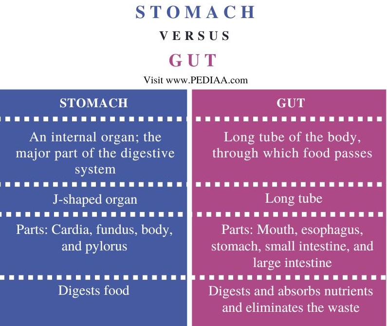 Stomach vs Gut - Comparison Summary
