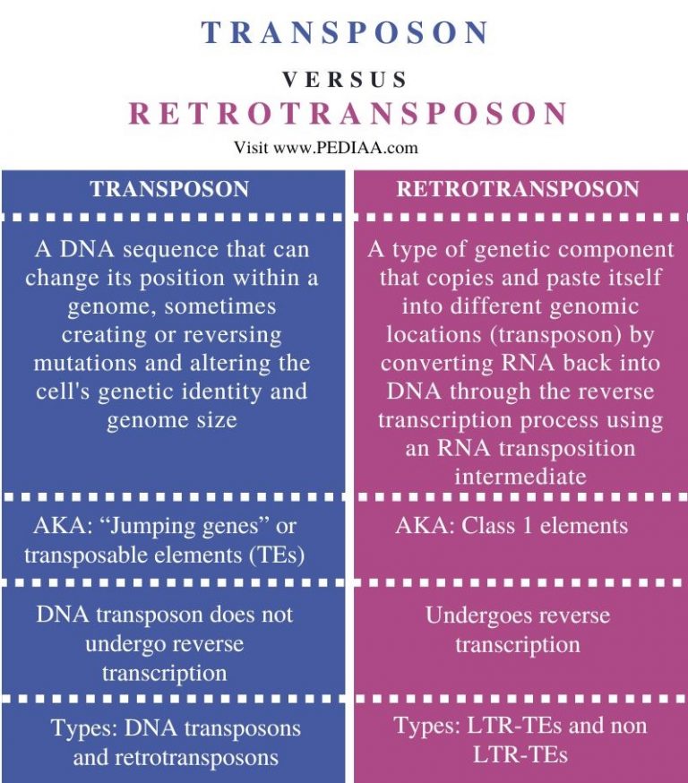 What is the Difference Between Transposon and Retrotransposon