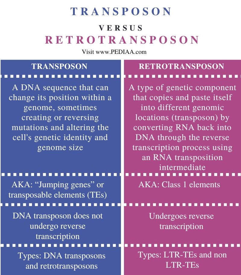 Transposon vs Retrotransposon - Comparison Summary