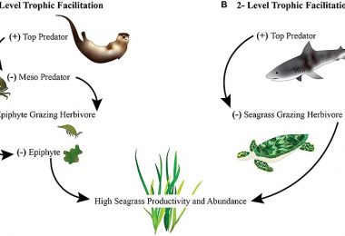 What is the Difference Between Detritus and Grazing Food Chain - Pediaa.Com