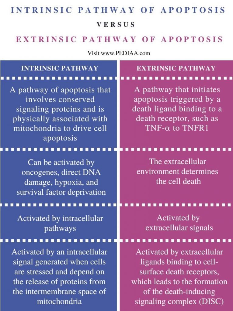 What is the Difference Between Intrinsic and Extrinsic Pathway of ...
