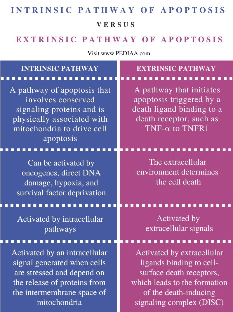 Difference Between Intrinsic and Extrinsic Pathway of Apoptosis - Comparison Summary