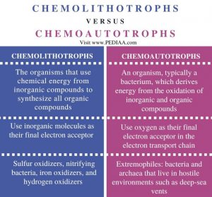 What is the Difference Between Chemolithotrophs and Chemoautotrophs ...