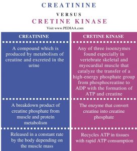 What Is The Difference Between Creatinine And Creatine Kinase - Pediaa.Com