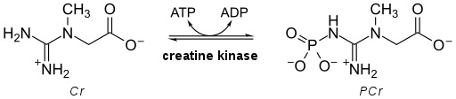 Creatinine vs Creatine Kinase