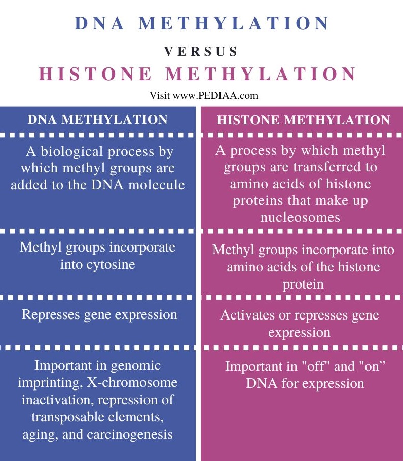 DNA Methylation vs Histone Methylation - Comparison Summary