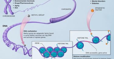 DNA Methylation vs Histone Methylation