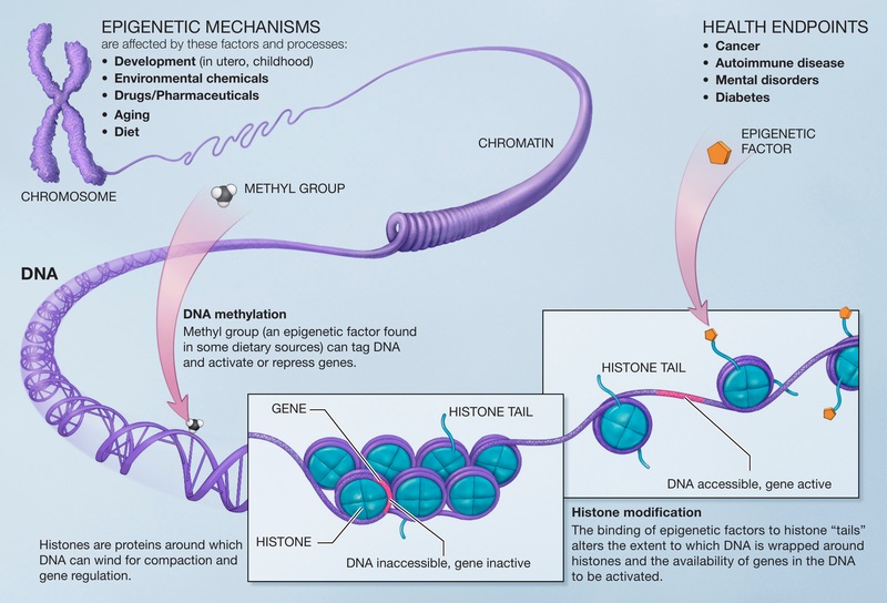 DNA Methylation vs Histone Methylation