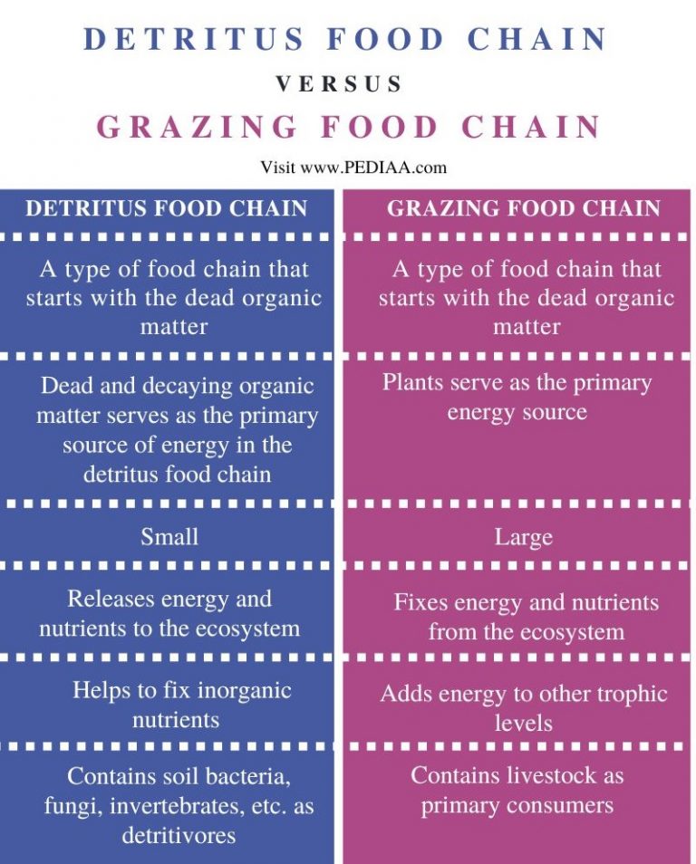 what-is-the-difference-between-detritus-and-grazing-food-chain-pediaa-com