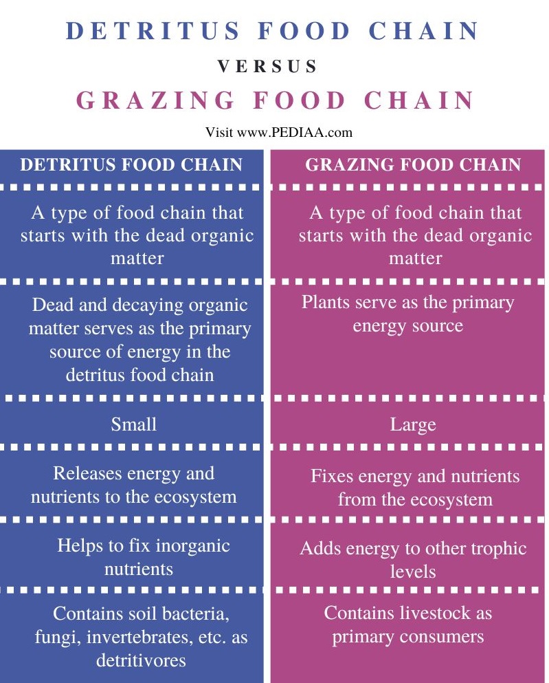 Detritus vs Grazing Food Chain - Comparison Summary
