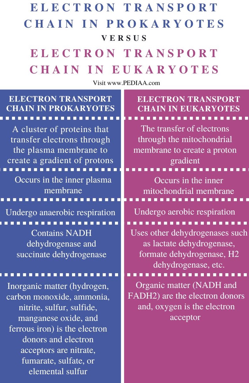 Electron Transport Chain in Prokaryotes vs Eukaryotes - Comparison Summary